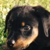 Formation Permis chien dangereux pour chien molossoide-Actualité chiens-chiots et animaux